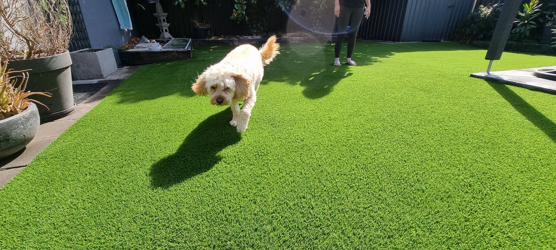 Small white dog running on a sunny green lawn in a backyard