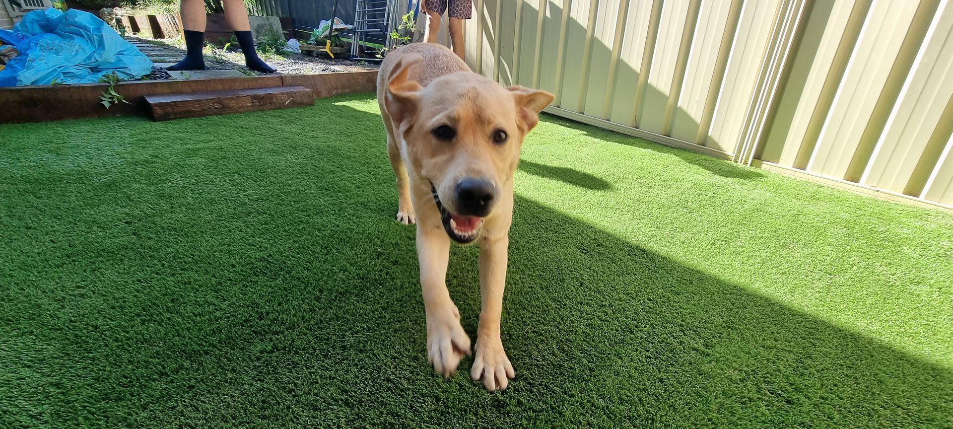 Tan puppy walking on green grass in a sunny backyard with a fence