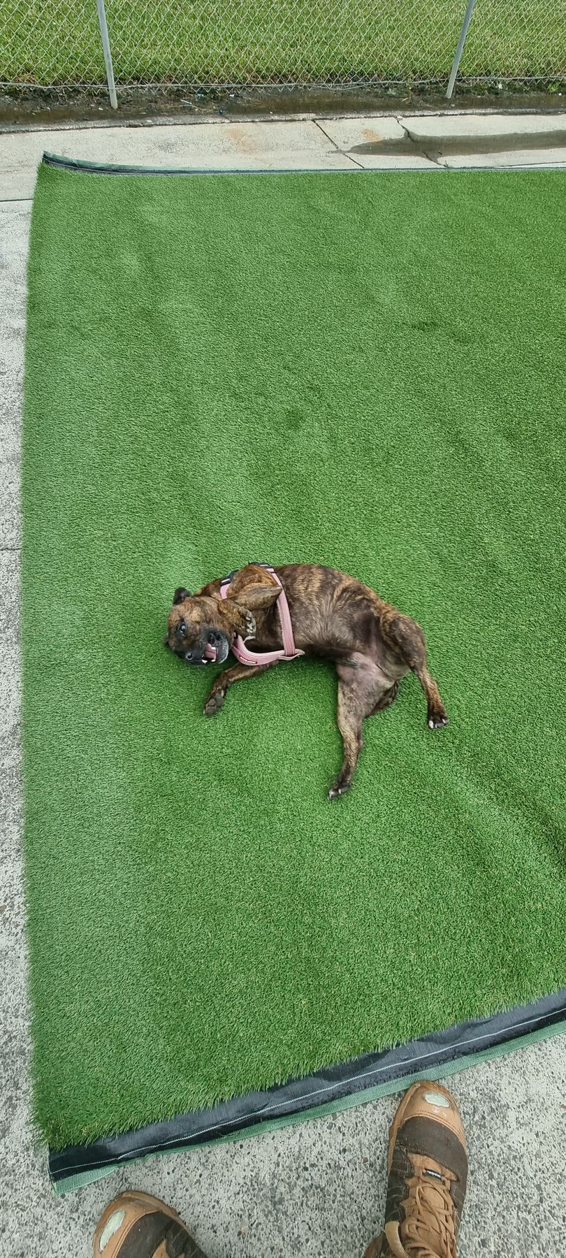Brown dog lying on green artificial grass, panting in the sun.