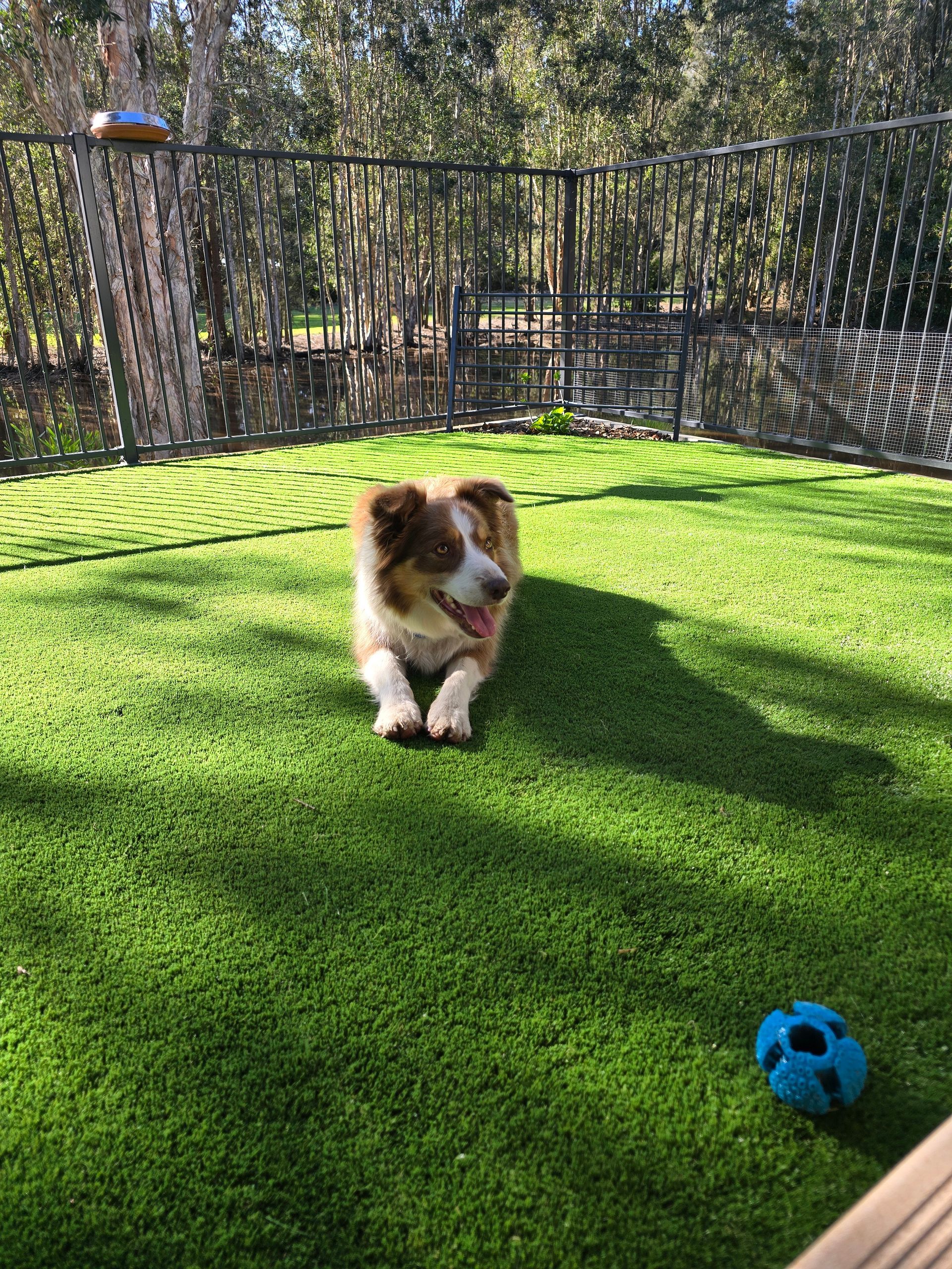 Small brown-and-white dog running on bright green turf with a blue ball nearby, outdoors by a fence.