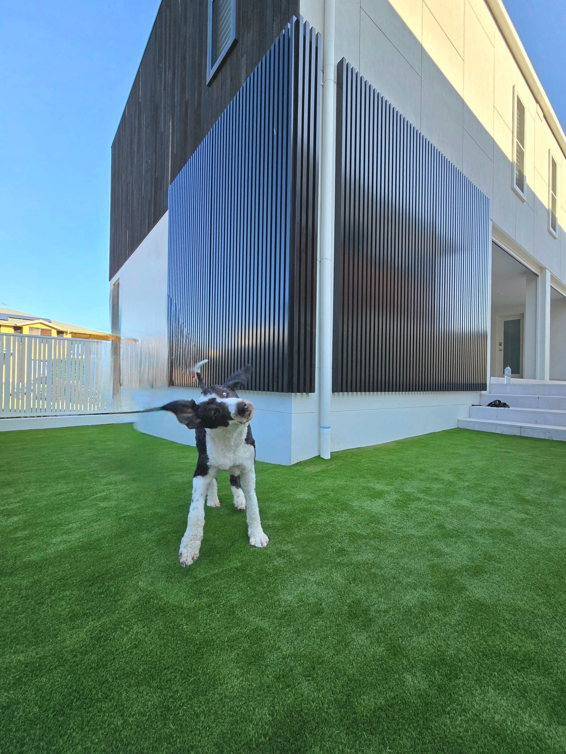 Dog standing on green grass near a modern building with black-and-white striped panels