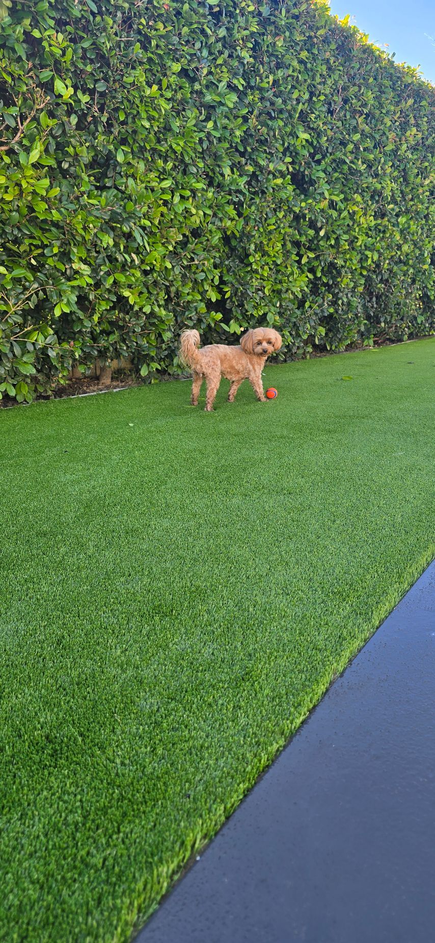 Small tan dog walking on bright green grass beside a tall hedge and blue walkway.