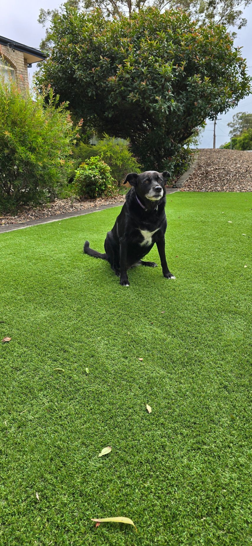 Black dog sitting on a bright green lawn in a garden, with shrubs and a tree behind it