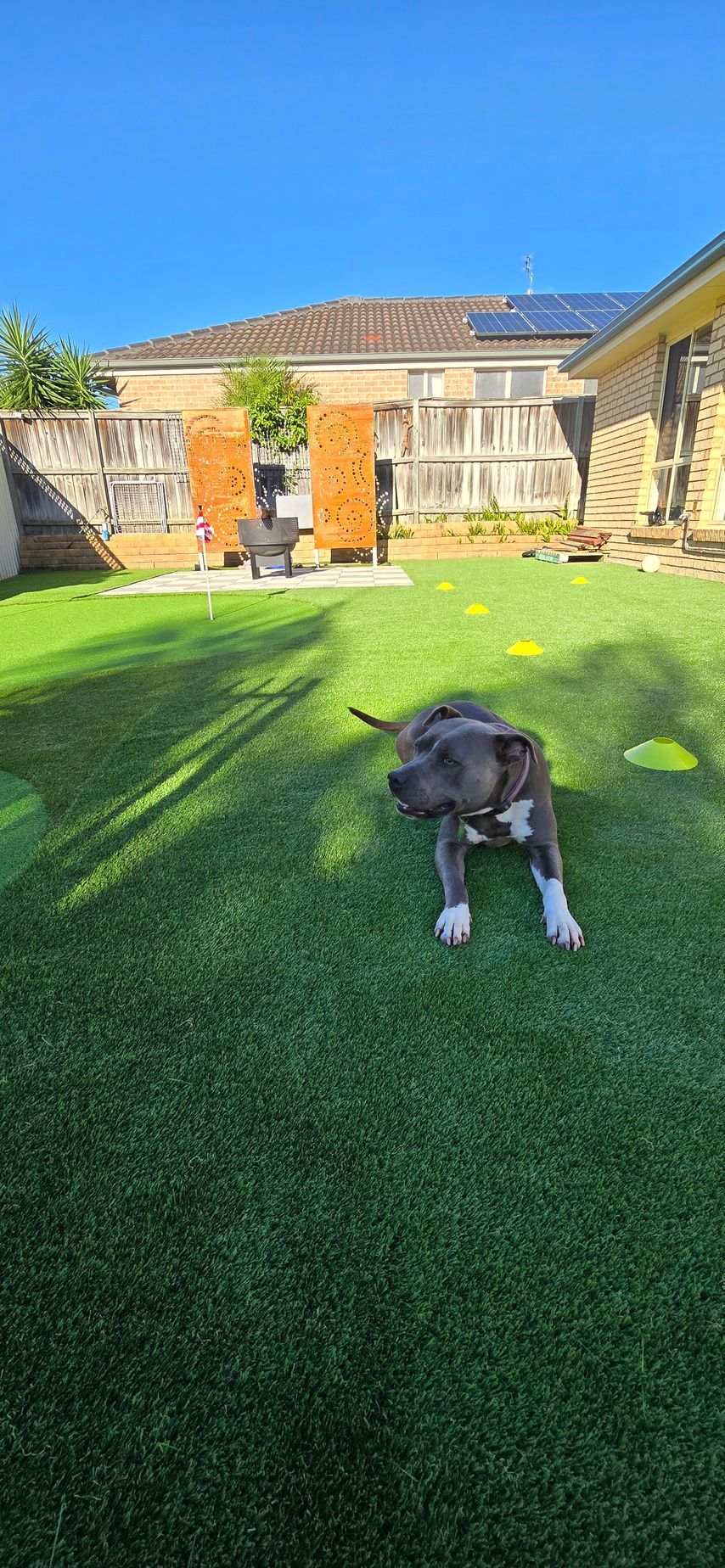 Dog standing on a sunny green lawn in a backyard with a house and fence in the background