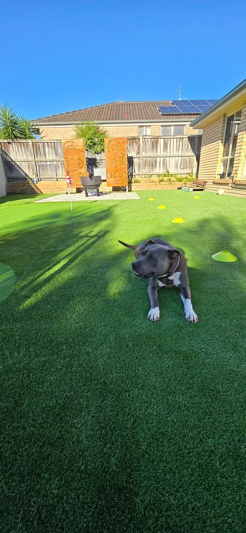 Small black dog on bright green lawn in a sunny backyard with houses in the background
