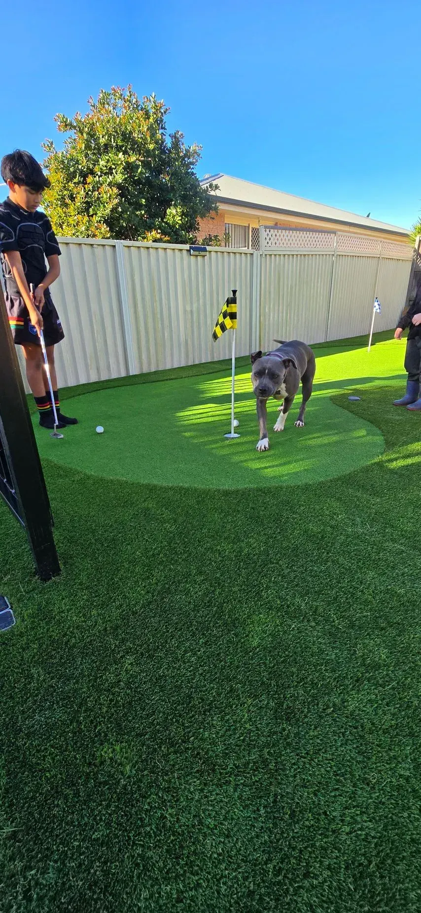 Dog sniffing on artificial grass in a sunny backyard, with a person standing nearby and a white fence behind.