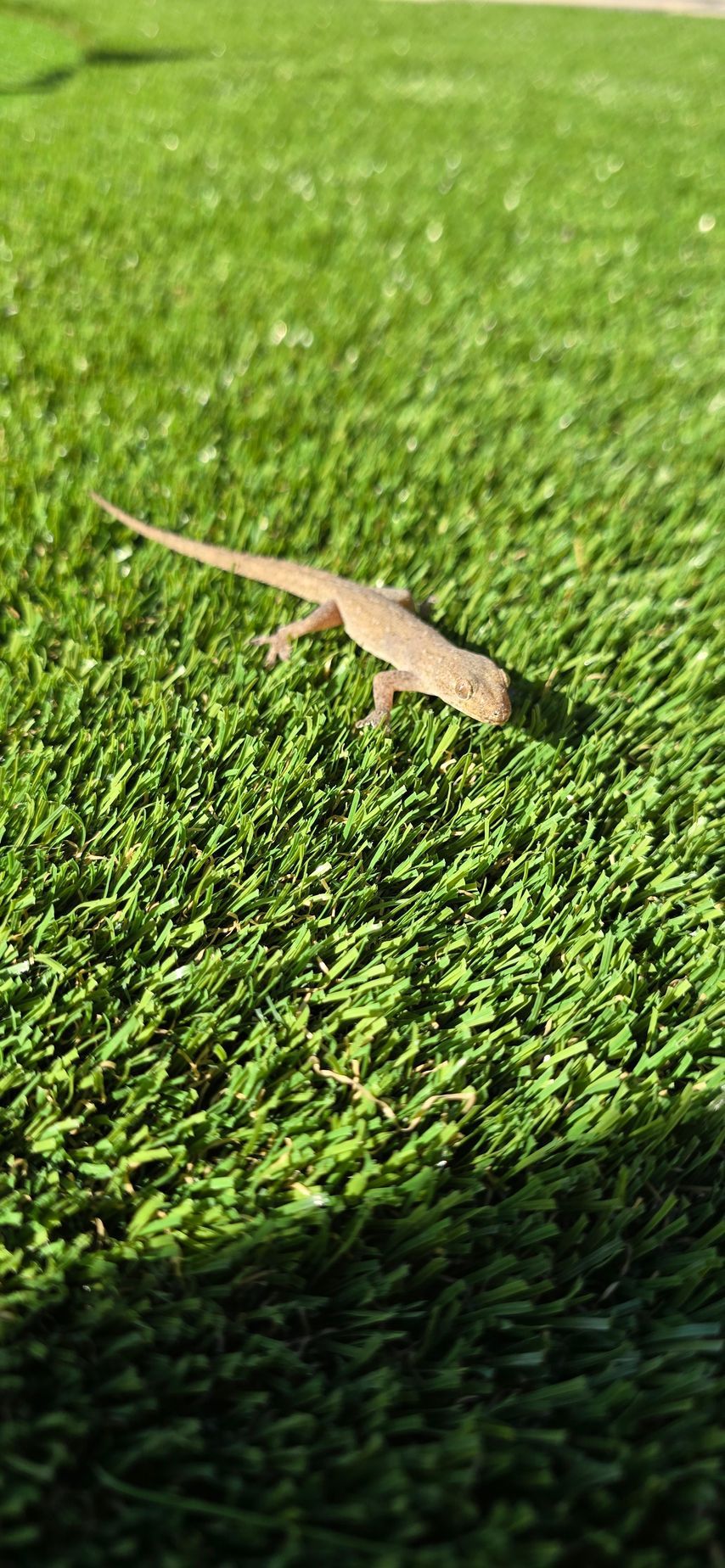Small beige lizard on bright green grass in sunlight
