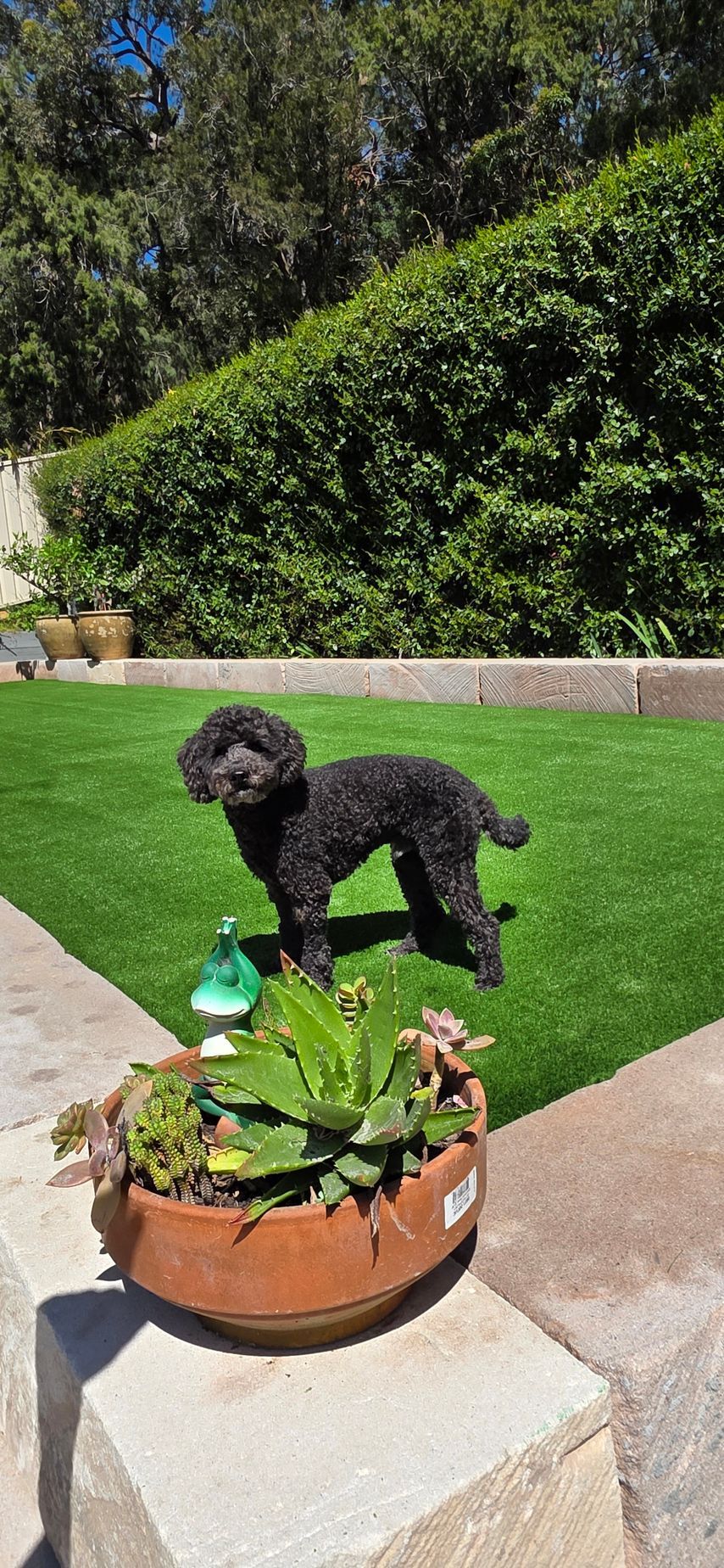 Small black dog standing on a walkway beside a round planter with flowers in a sunny garden