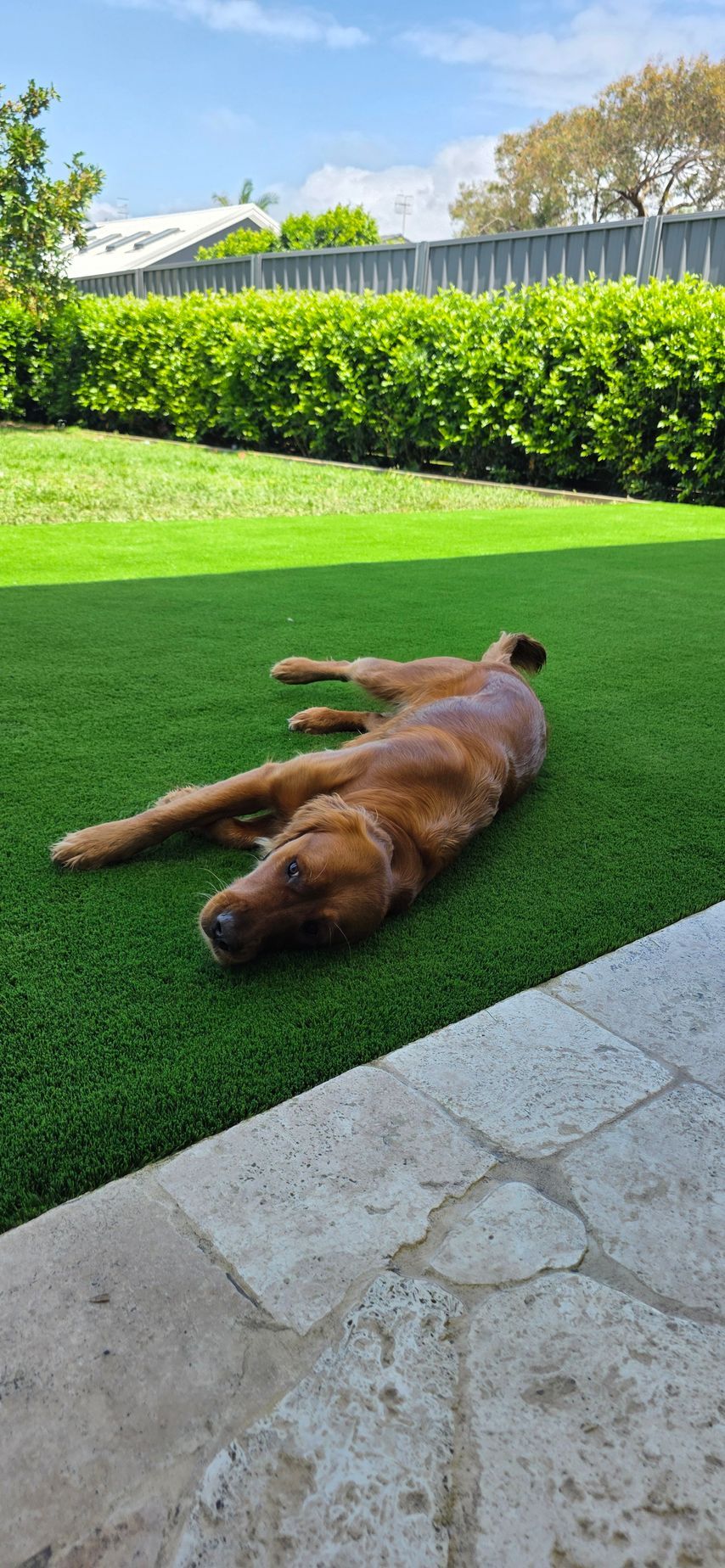 Dog lying on its back on a green lawn beside a stone patio and hedge