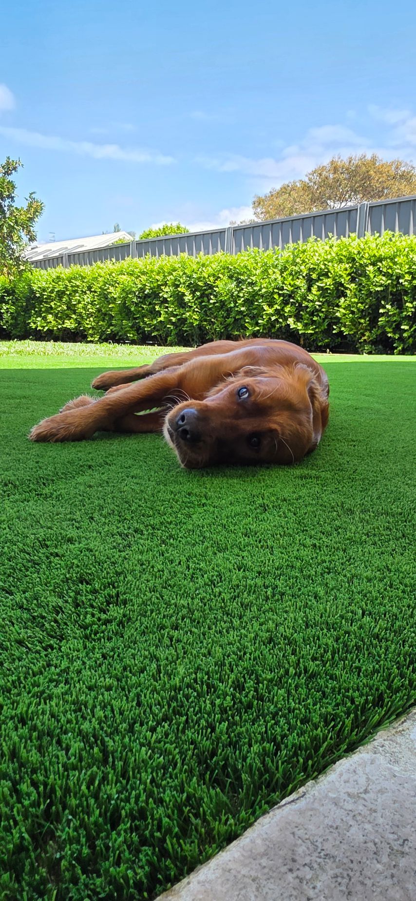 Brown dog lying on green grass in a sunny yard, with hedges and blue sky behind it