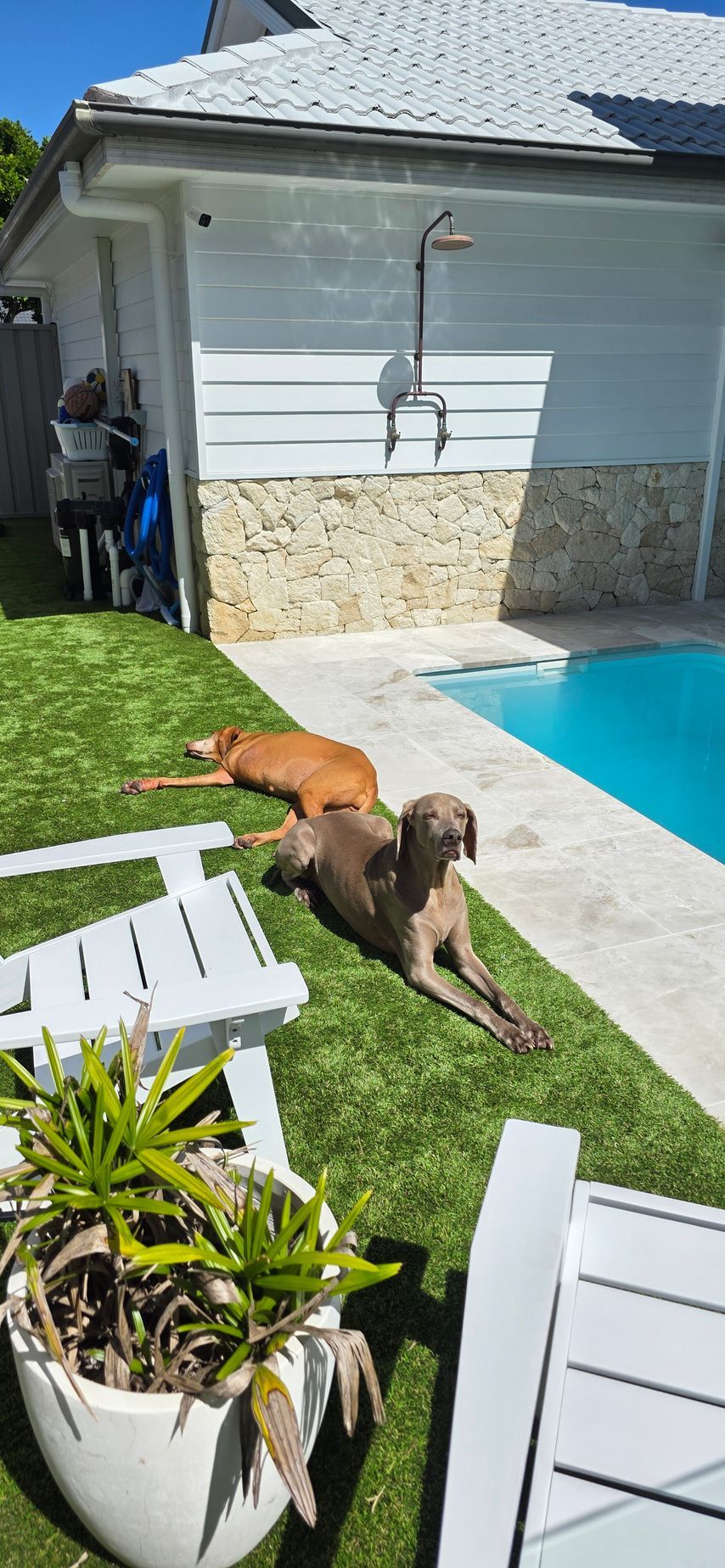 Two dogs lounging on a sunny backyard patio beside a small pool and white chairs