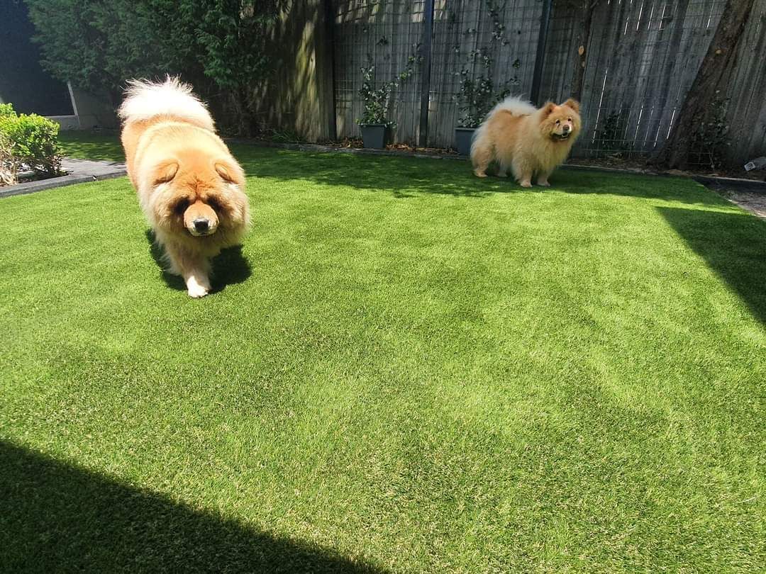 Two fluffy tan dogs on a sunny green lawn near a wooden fence