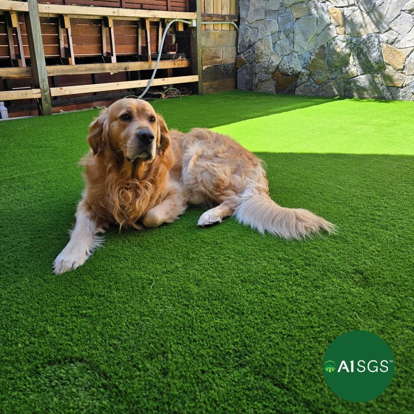Golden retriever lying on bright green turf in a sunny yard with stone wall and wooden fence behind.