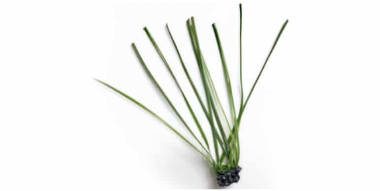 Small green grass tuft with long blades growing from a dark base on a white background