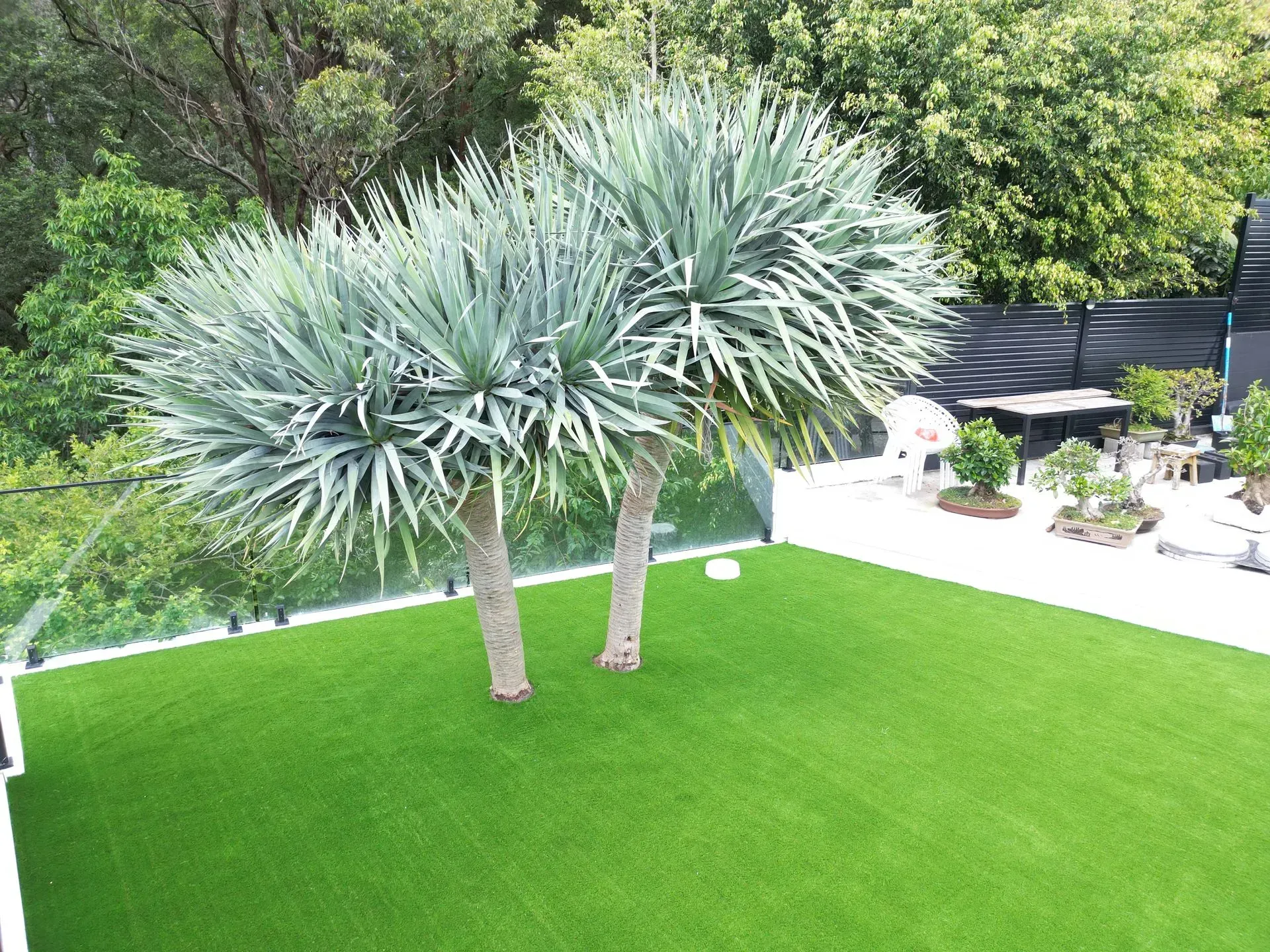 Two spiky trees on a bright green lawn beside a patio and shrubs