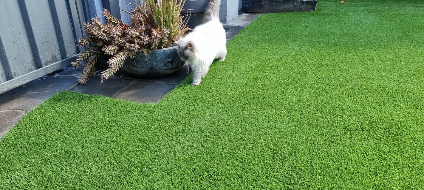 Small white dog sniffing a planter on a bright green lawn near a fence