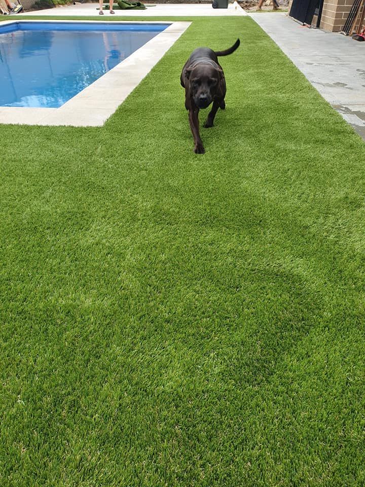 Black dog running on green grass beside a swimming pool.