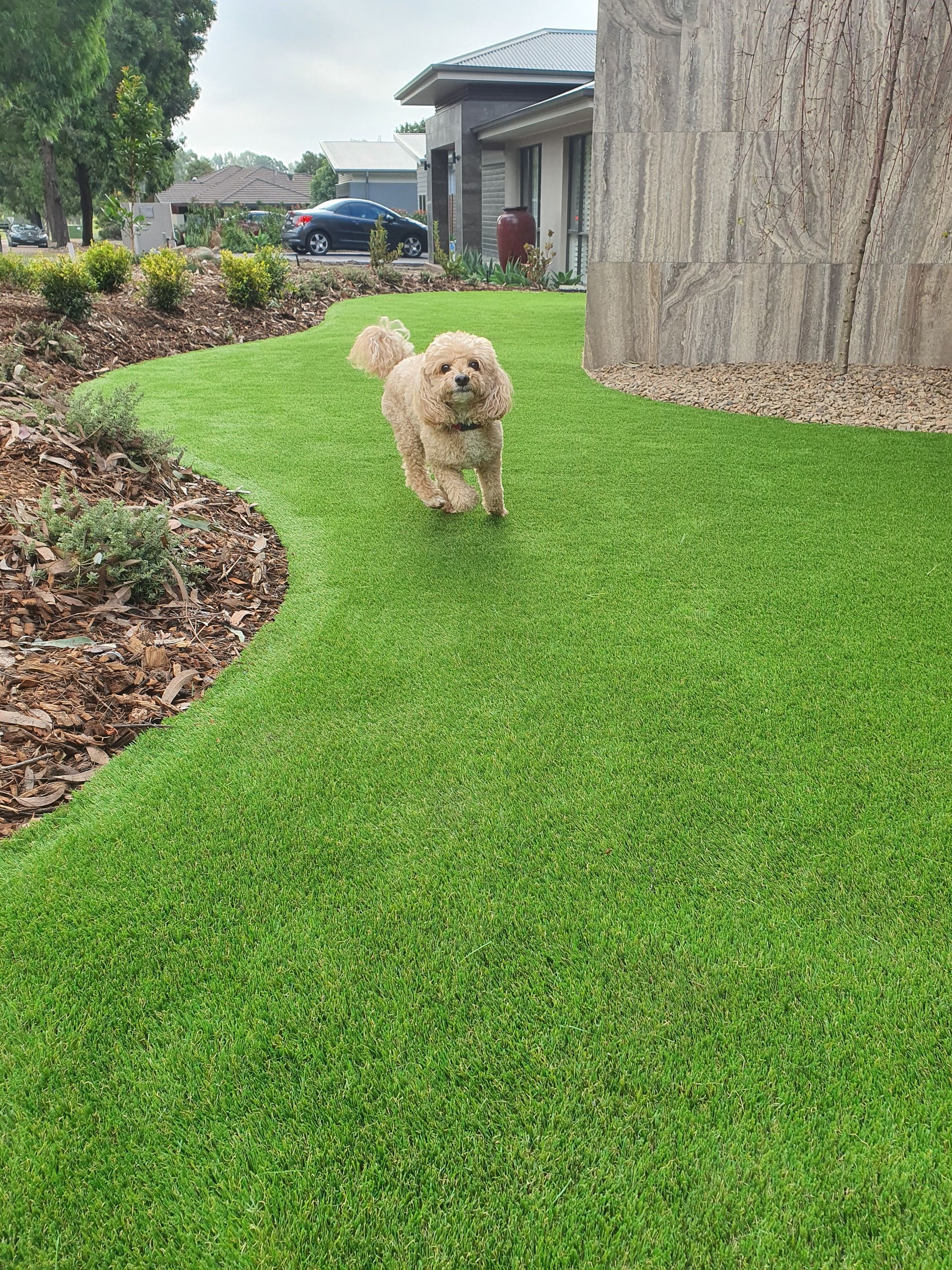 Small fluffy tan dog walking on a bright green lawn beside a house and garden beds.