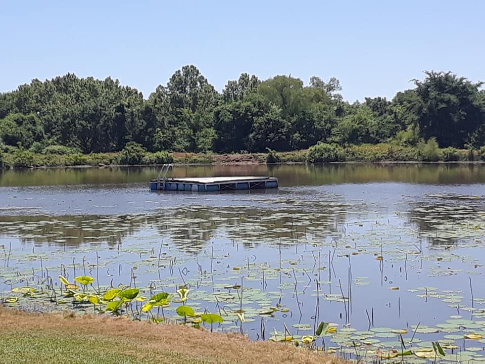 A floating platform on a lake surrounded by lily pads, with trees in the background on a sunny day.