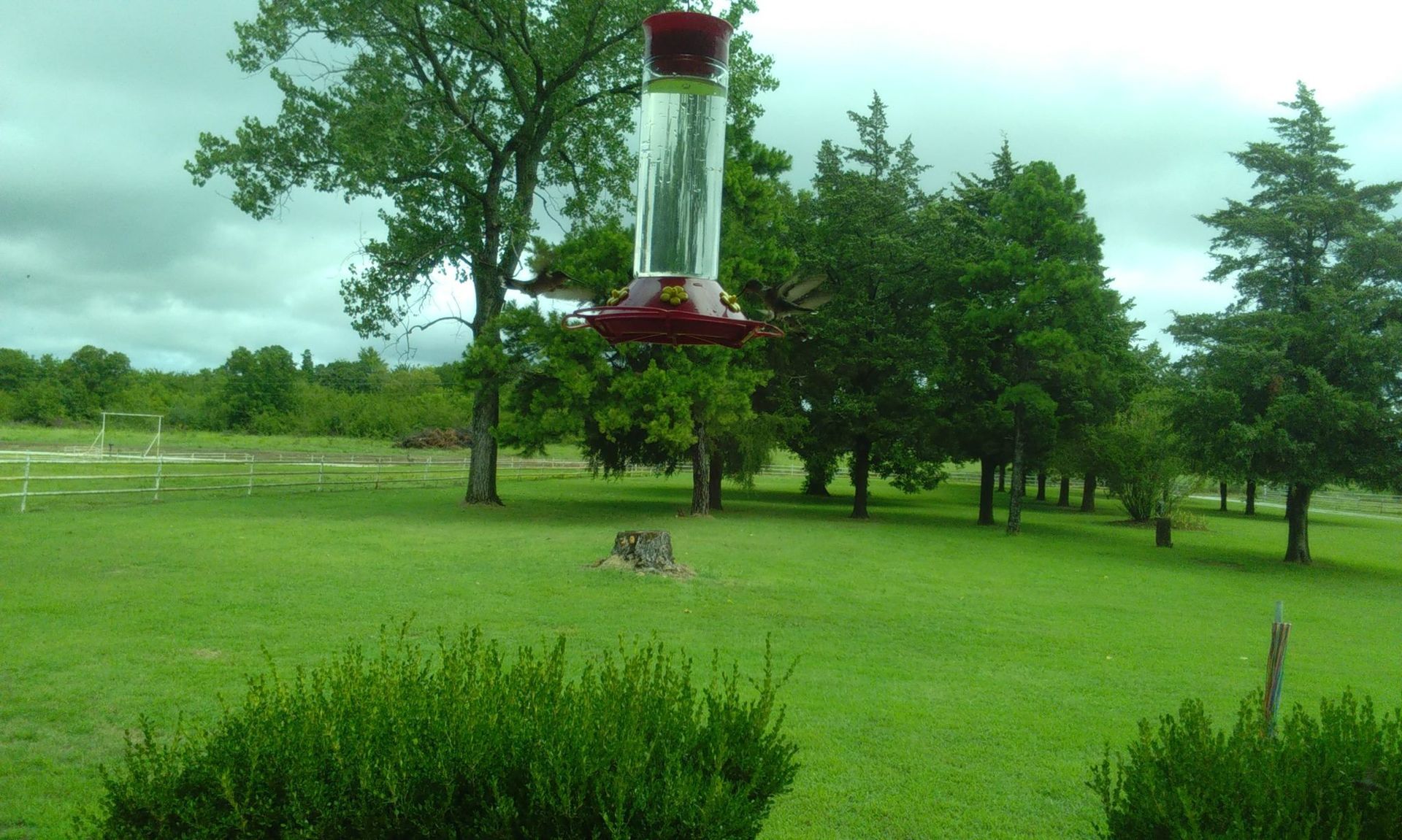 Hummingbird feeder hanging in a grassy yard, trees in background under cloudy sky.