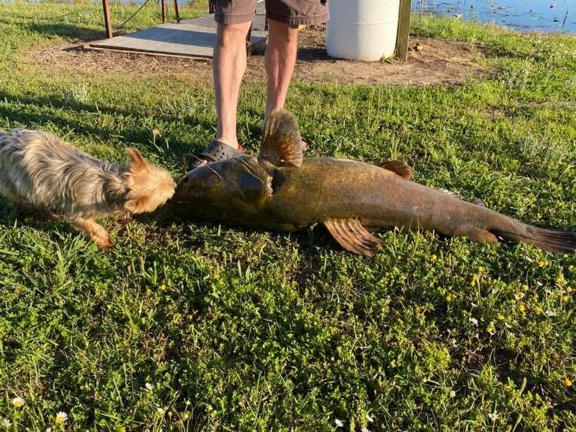 Dog sniffs large catfish lying on grass next to a person's legs outdoors.