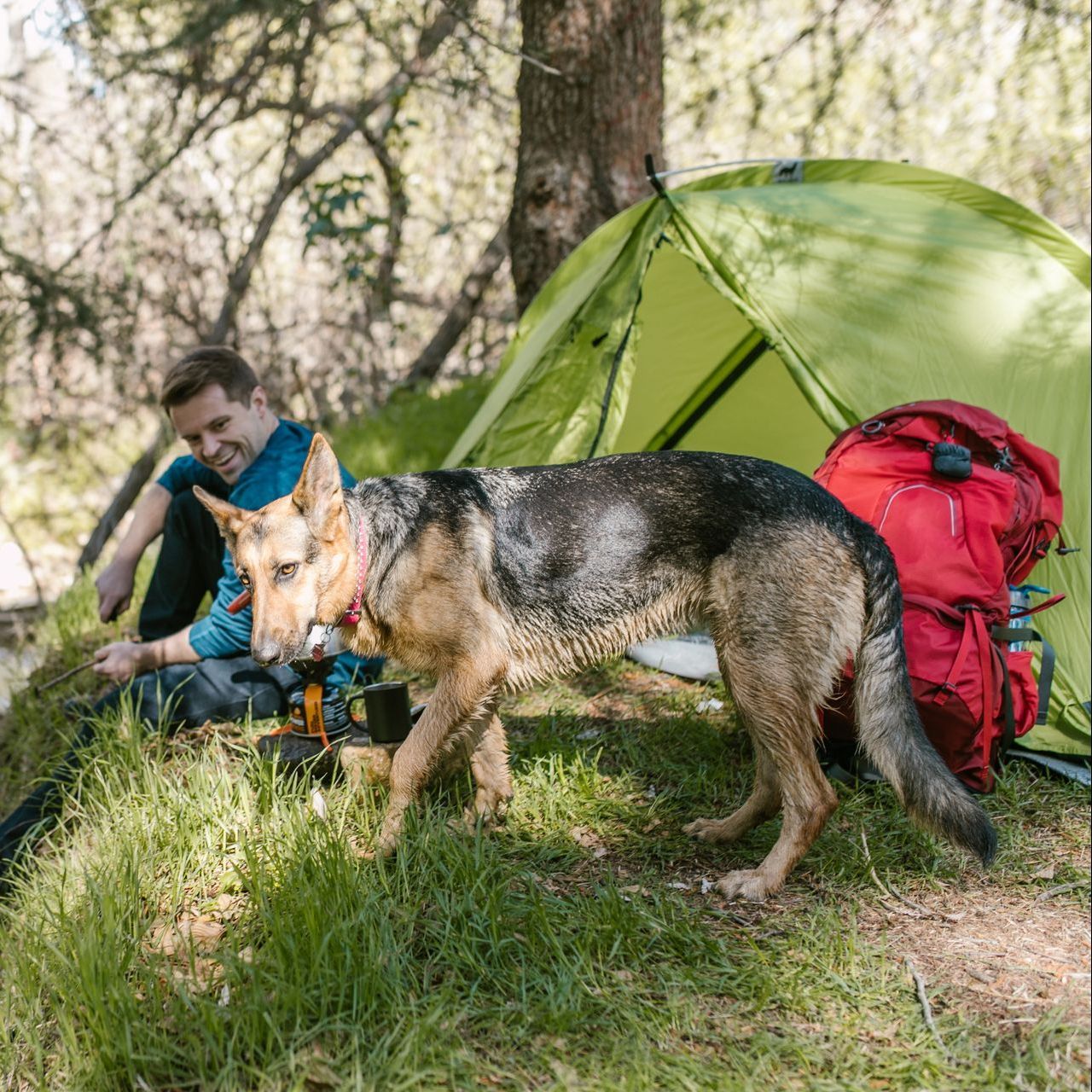 Man and German Shepherd dog camping near green tent, with red backpack.