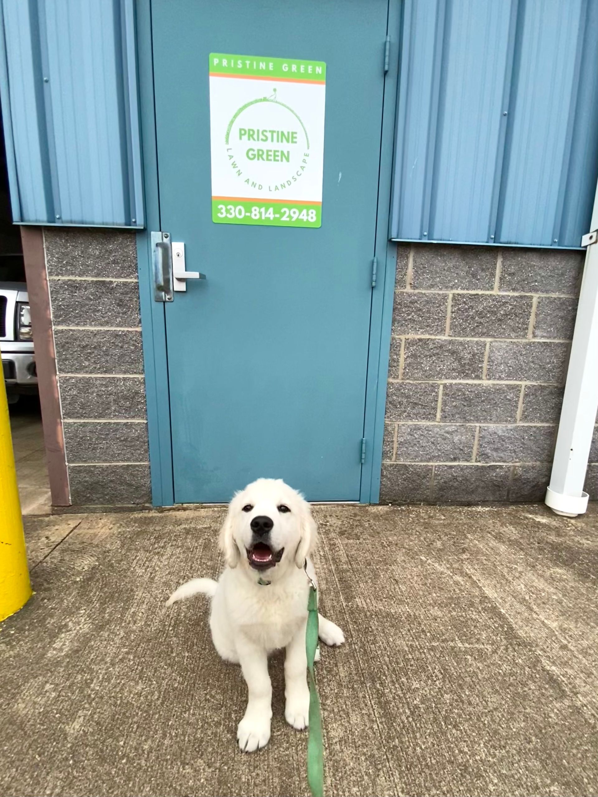 A puppy is standing in front of Prestige Green