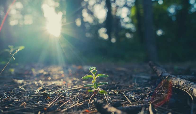 Indianapolis, IN cremation services