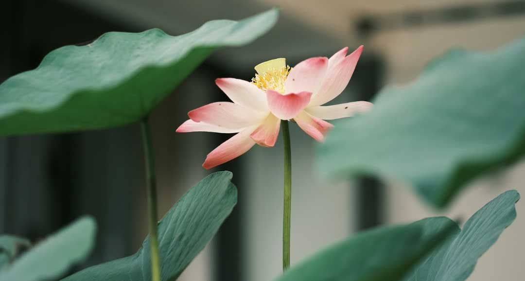 Indianapolis, IN funeral Services
