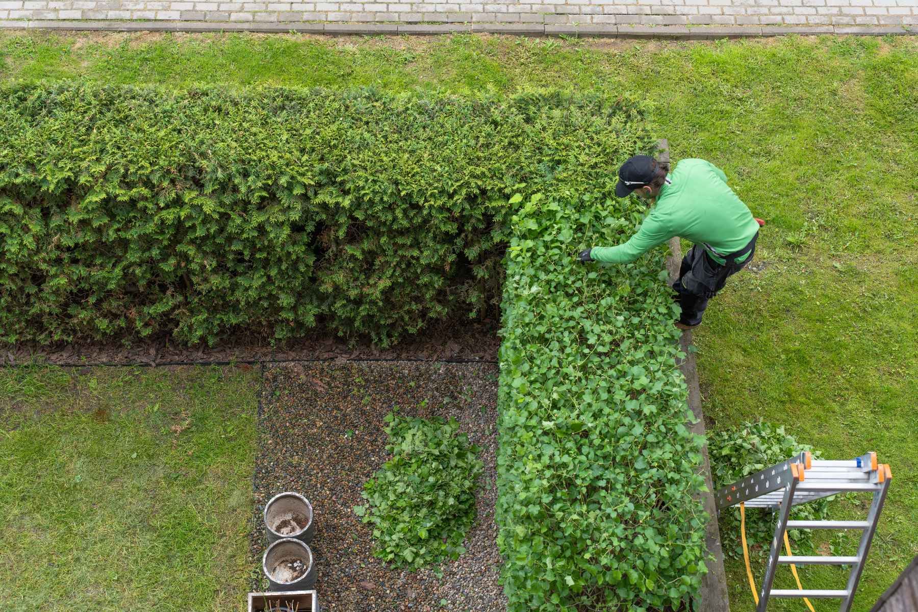 Hedge Pruning North Vancouver