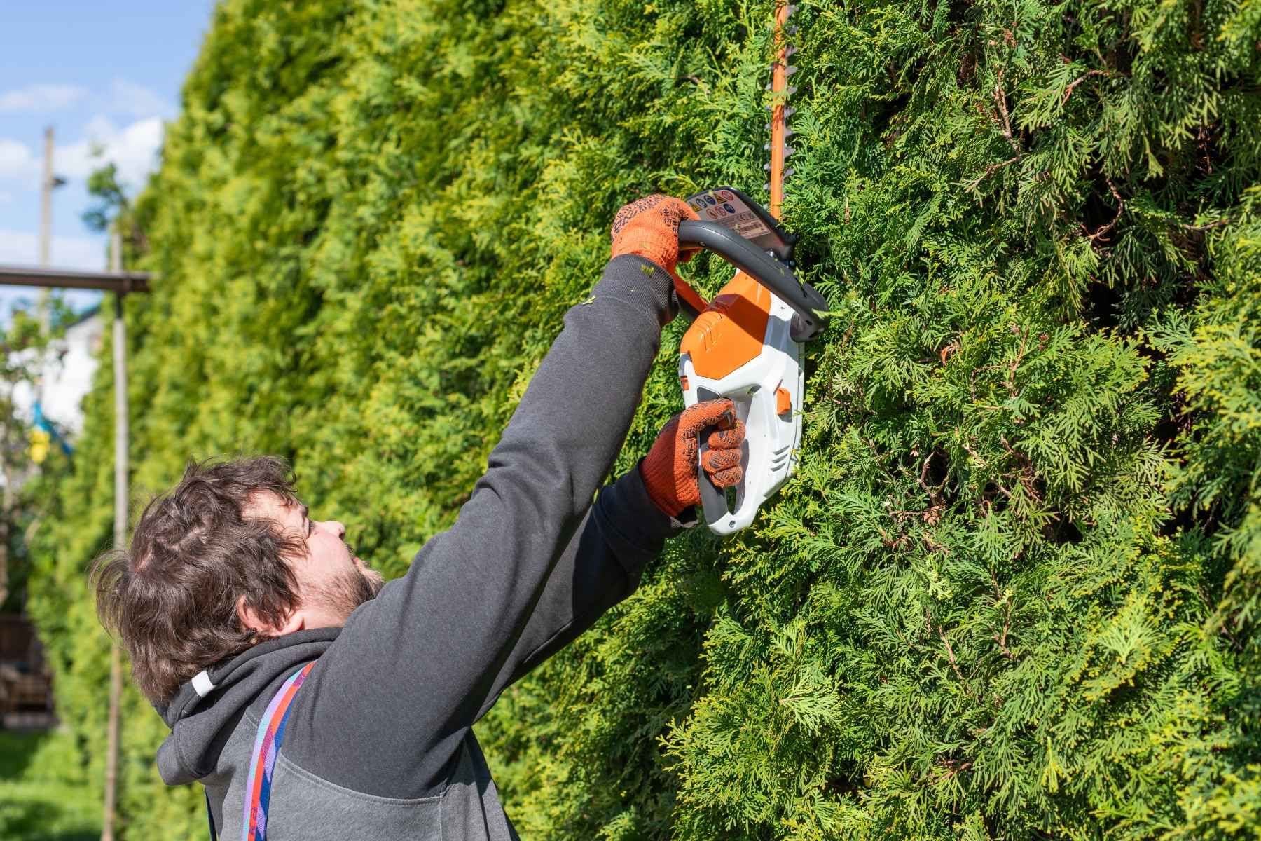 hedge prunning