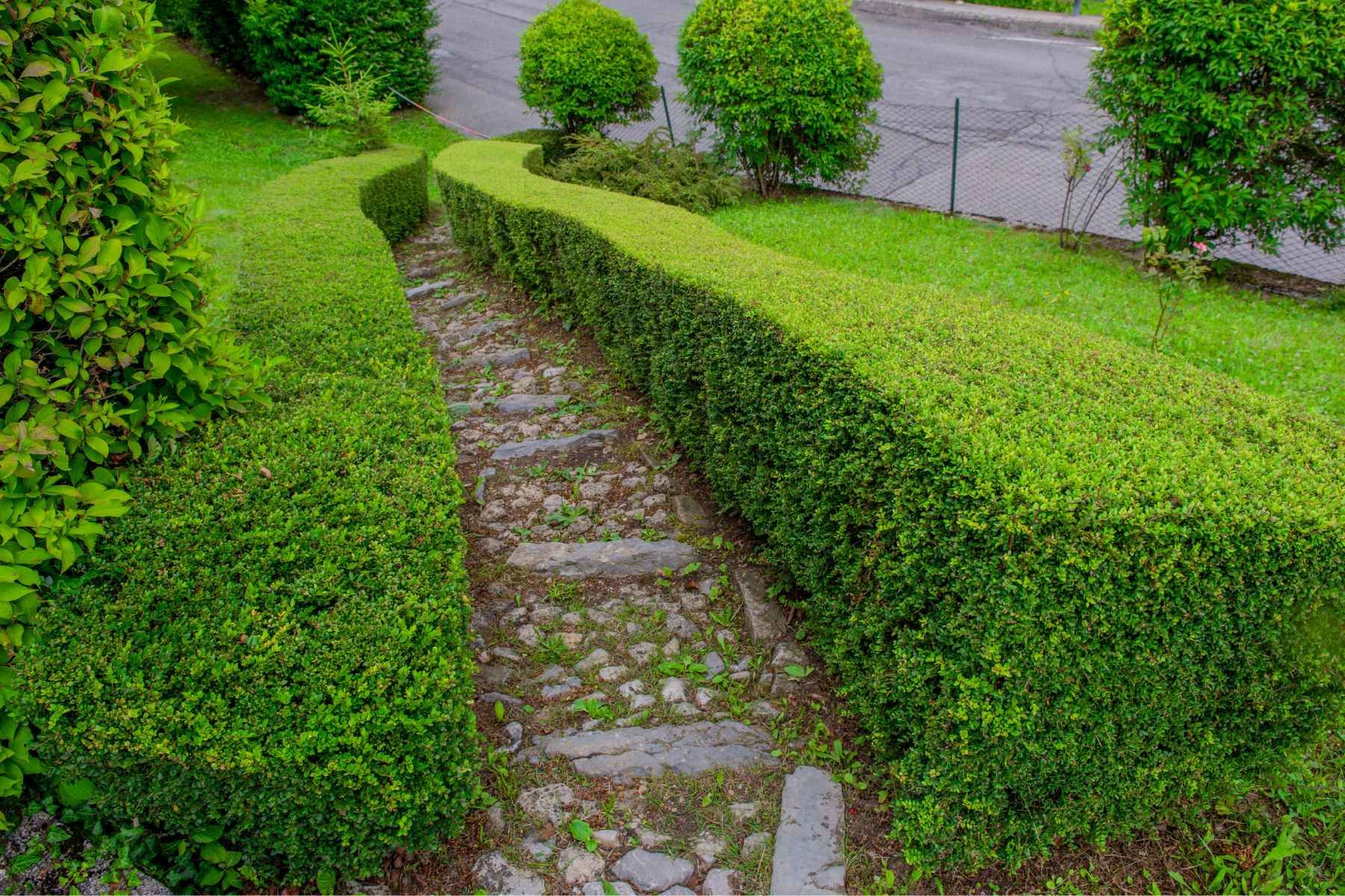 Hedge trimming and pruning