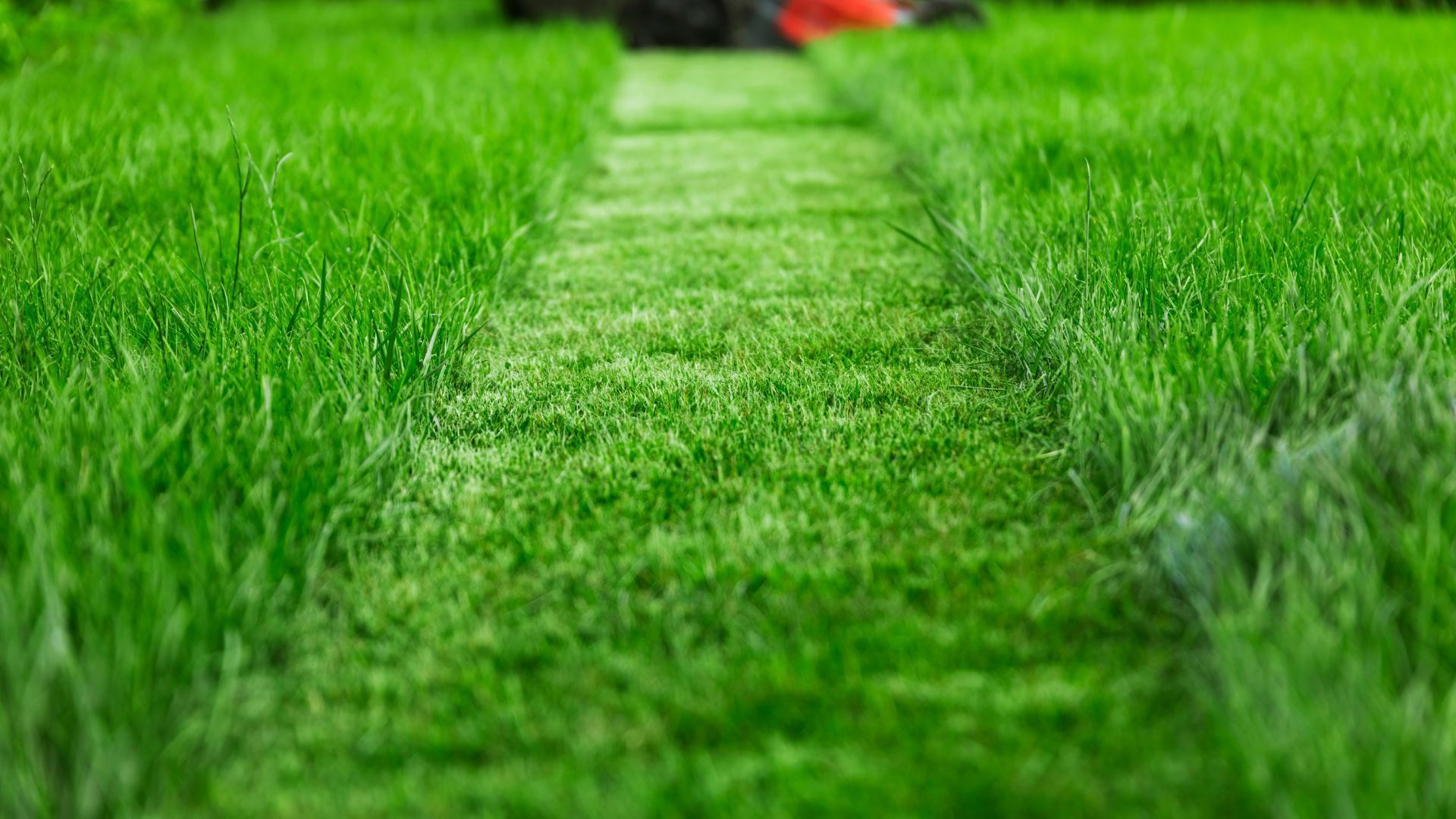 lawn maintenance