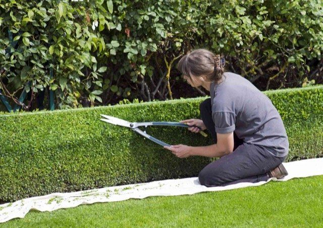 hedge trimming near me north vancouver BC