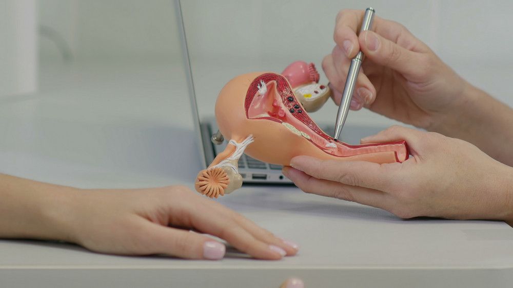 Hands using a tool to examine a model of the female reproductive system on a table