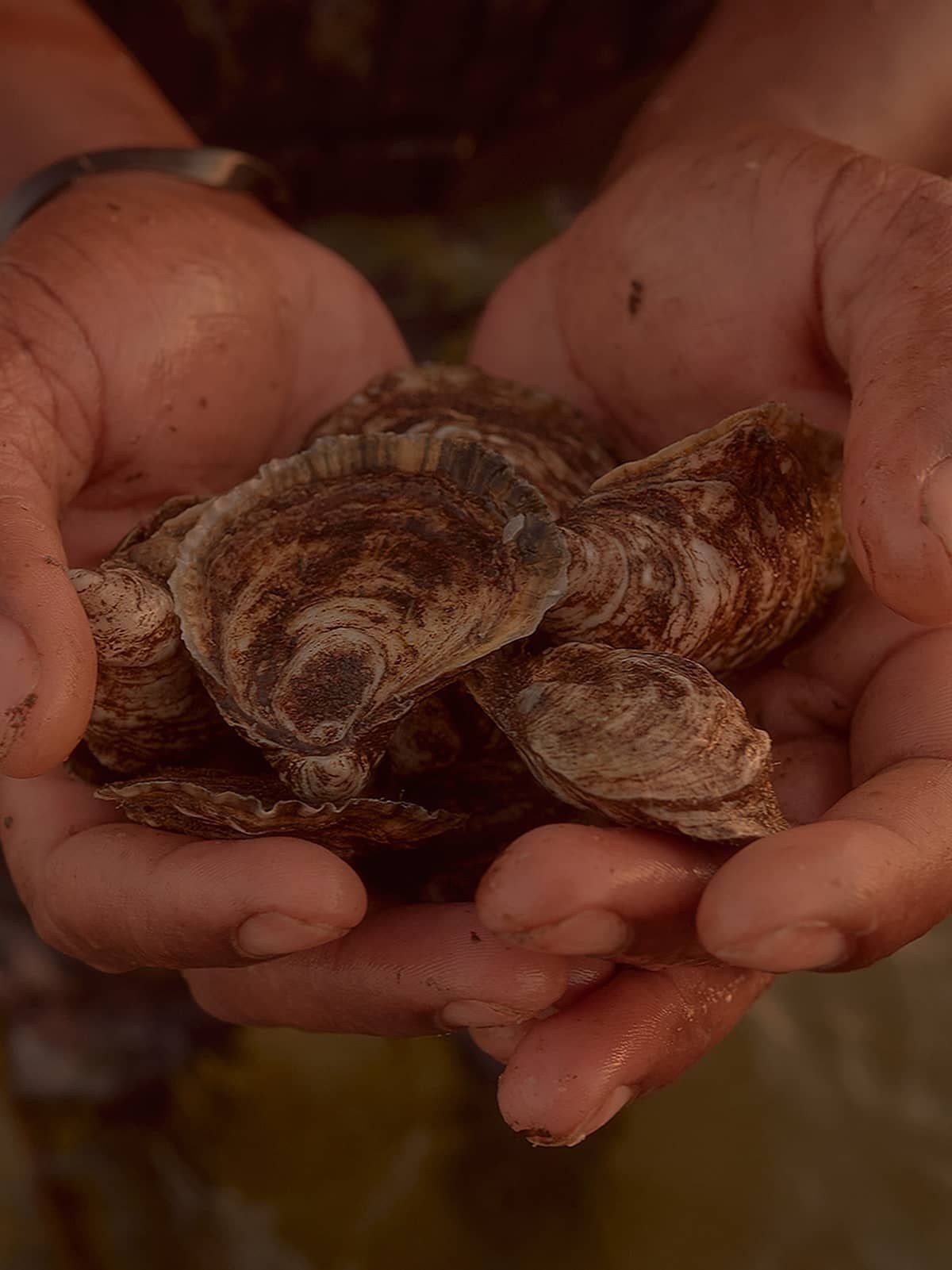 Oysters - One Dozen (12)