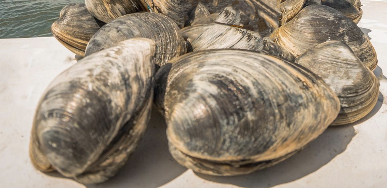 Clams - One Dozen (12)