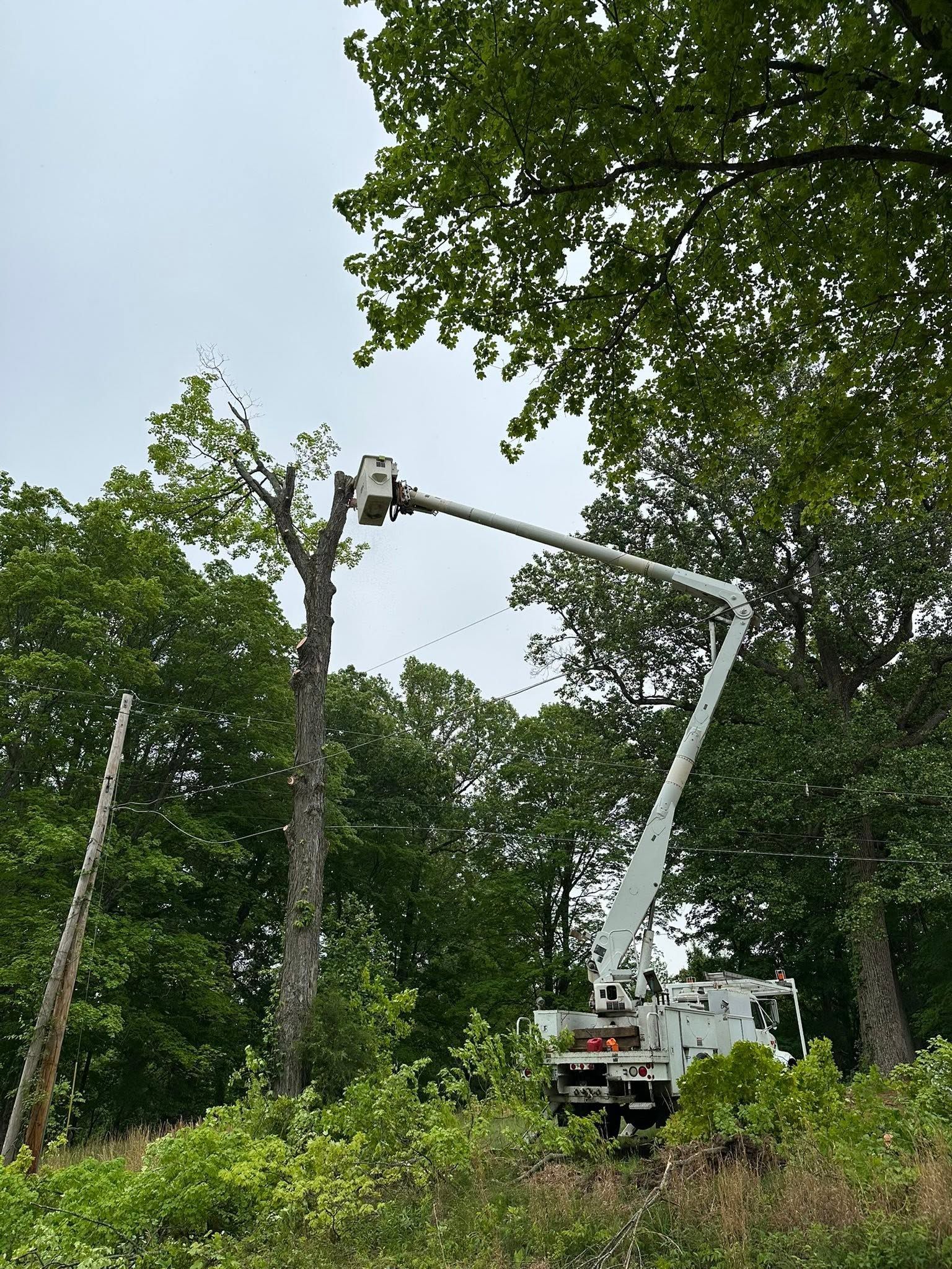 Bucket truck trimming tall trees along a wooded roadside