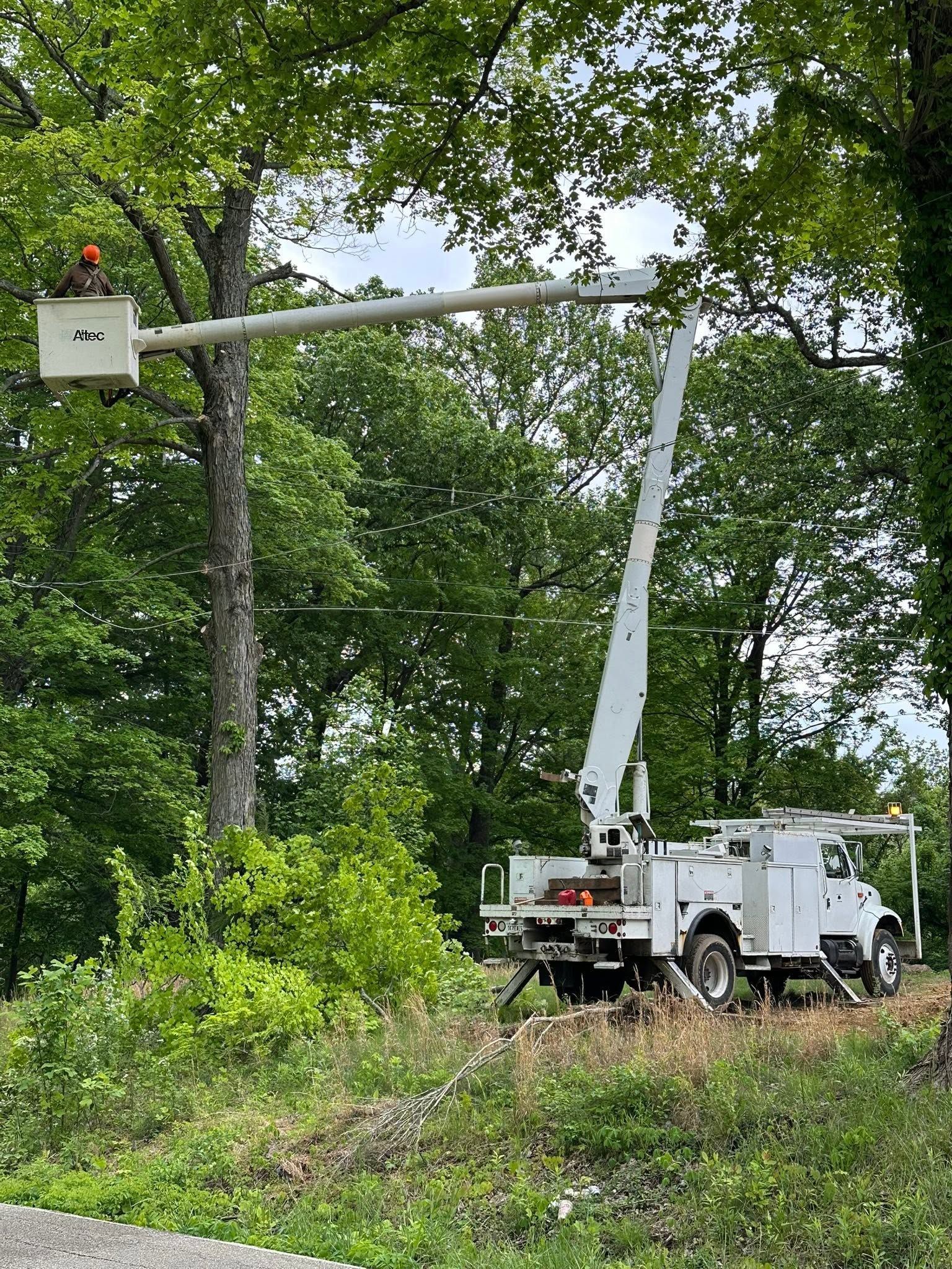 Bucket truck trimming a tree branch in a leafy wooded area.