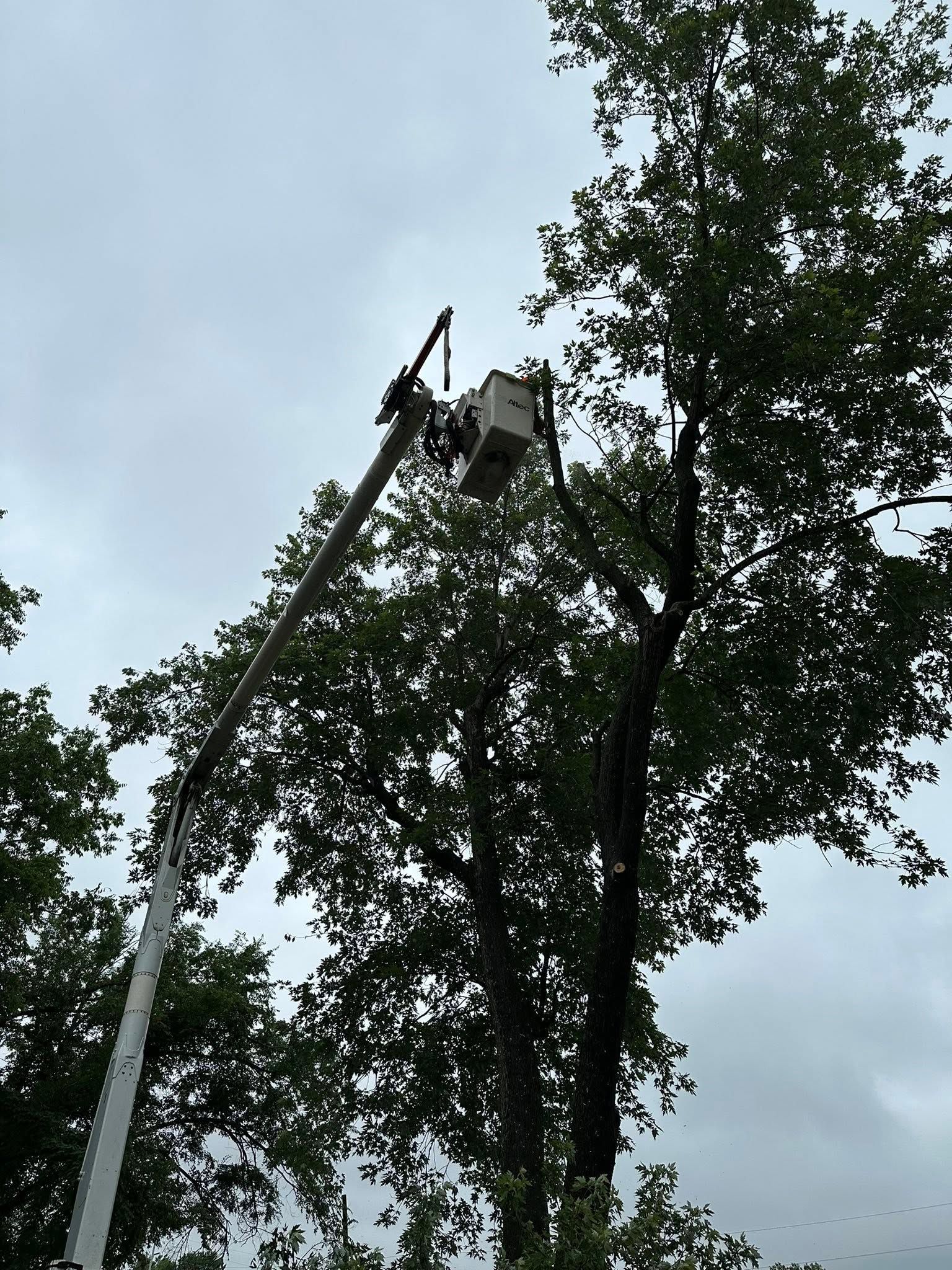 Tree-trimming bucket lift beside a tall tree under an overcast sky