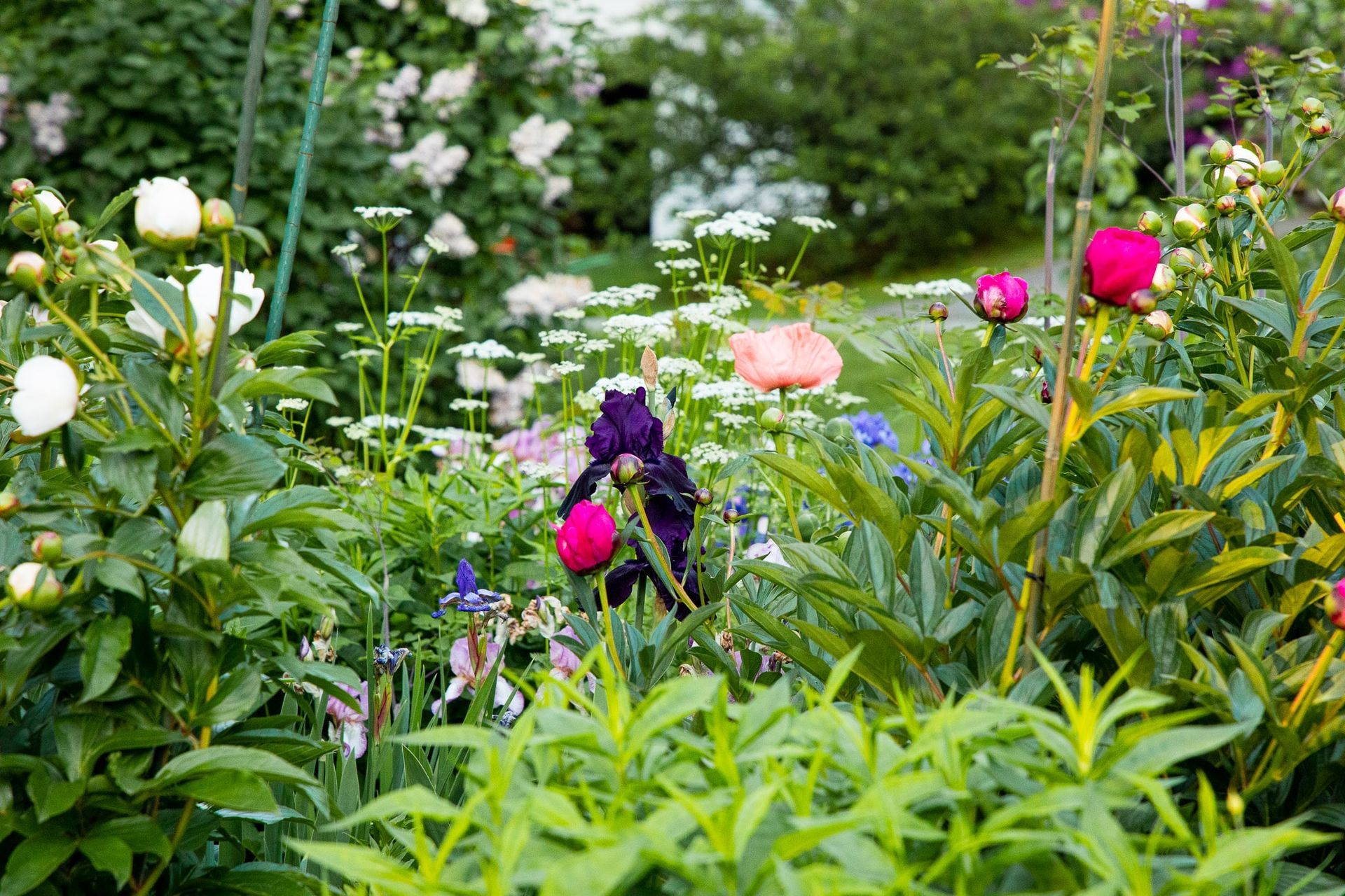 A garden filled with lots of different types of flowers and plants.