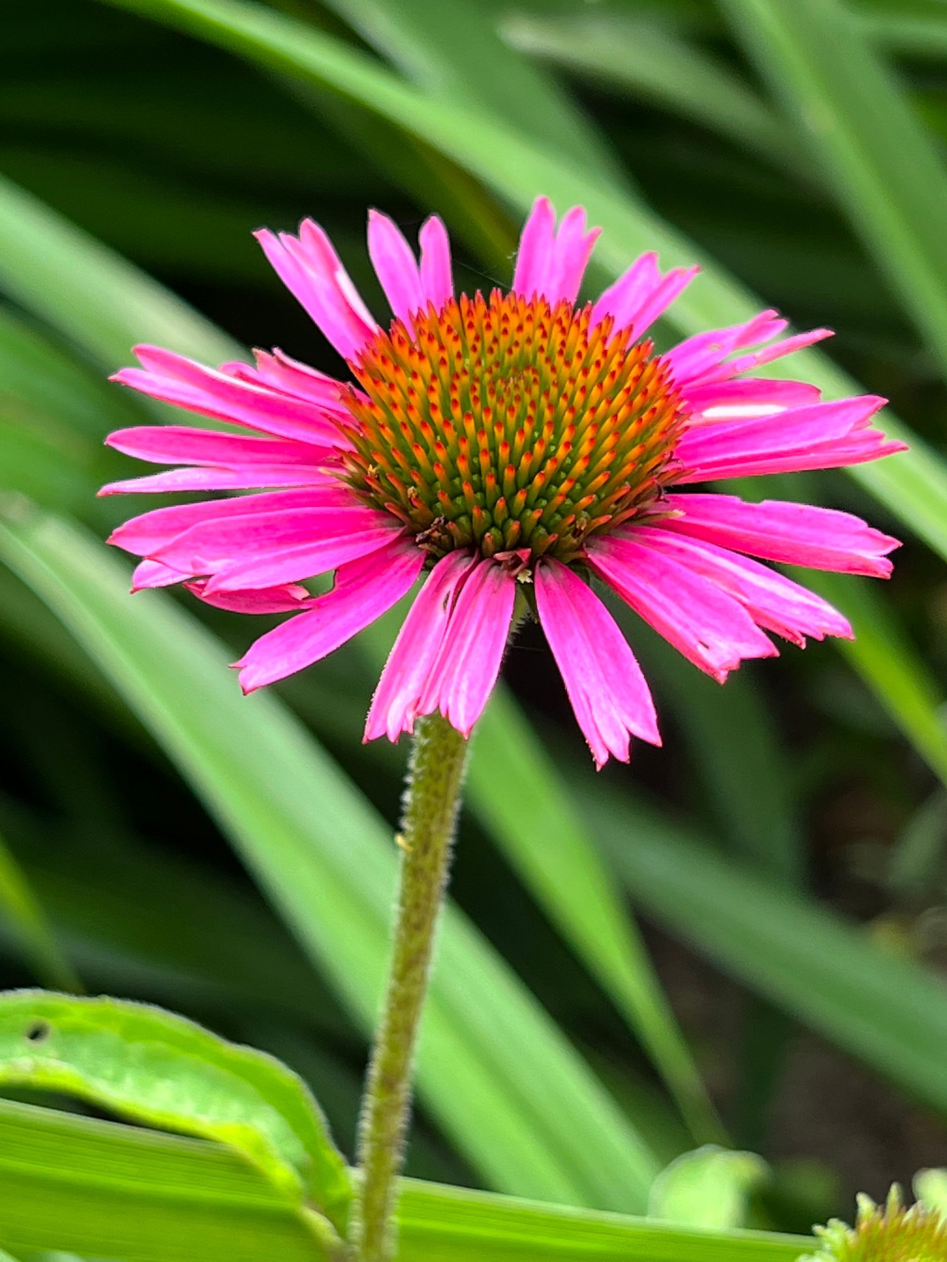 Echinacea purpurea