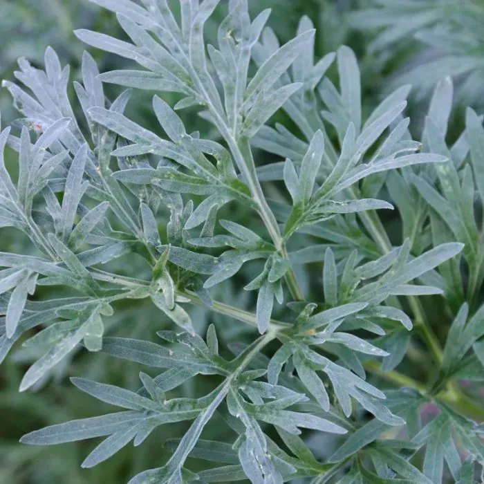 Artemisia absinthium