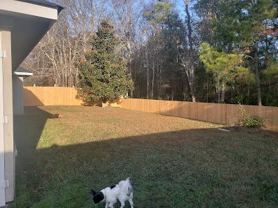 A dog in a fenced backyard with a tree, green grass, and a wooden fence.
