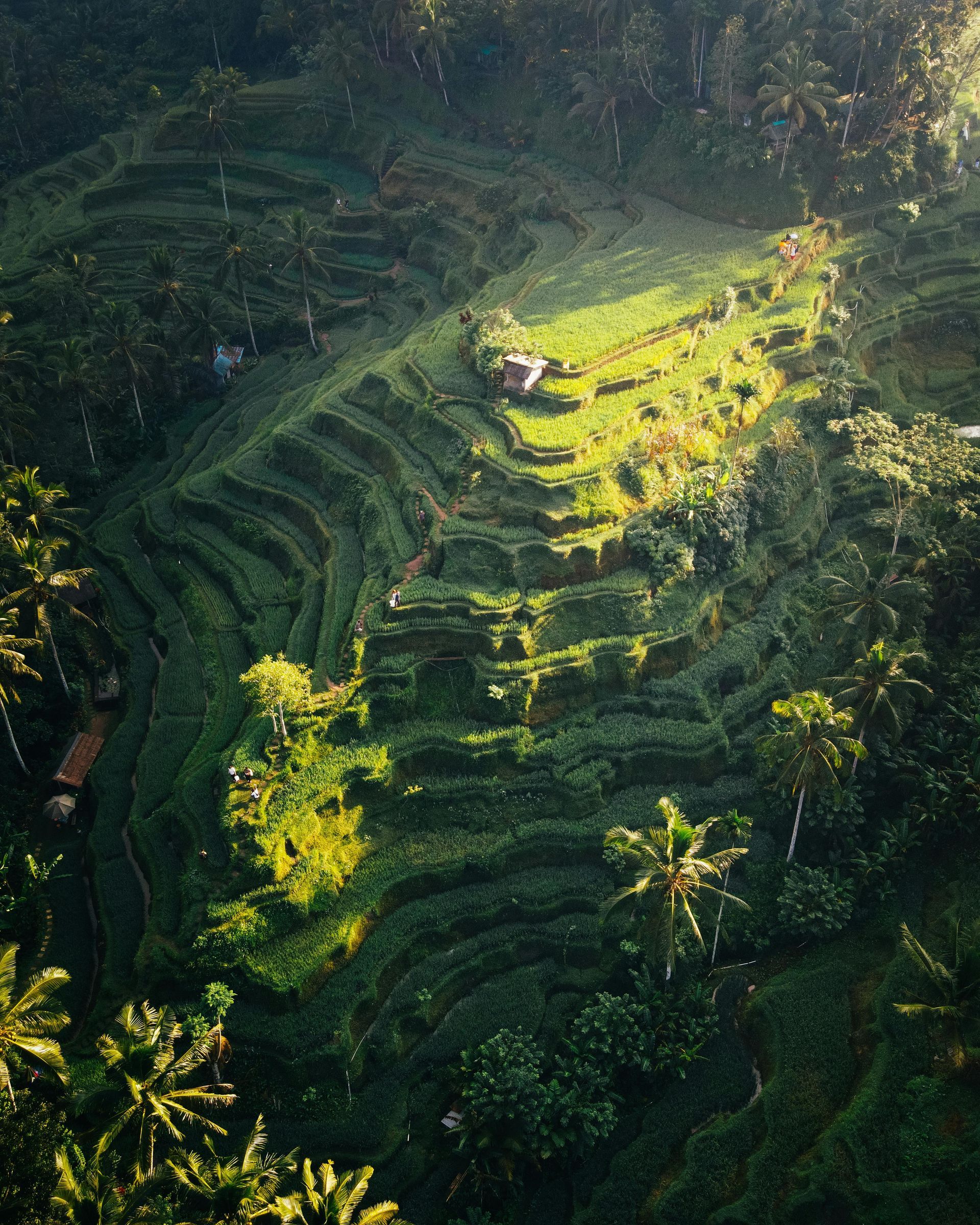 Ubud Rice Terrace
