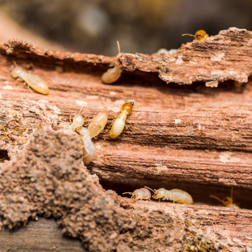 termite inspections