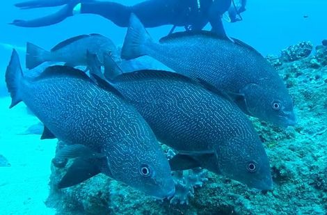 School of large blue fish swimming underwater over a coral reef.