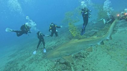 Scuba divers hovering above a large shark on the ocean floor underwater