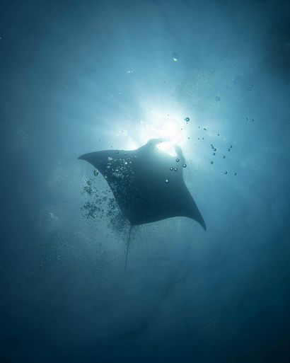 Silhouette of a manta ray gliding underwater beneath bright sunlight rays.