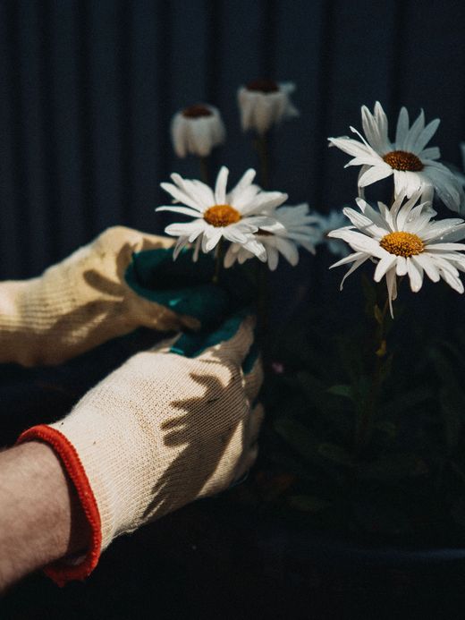 Gloved hands arranging white daisies on dark fabric in dim light